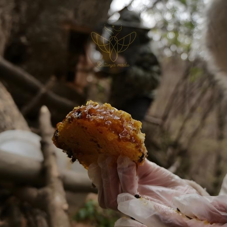 

Original Sarang Madu Hutan Liar Asli 500Gr - Lebah Apis Dorsata - Ratunya Madu Murah