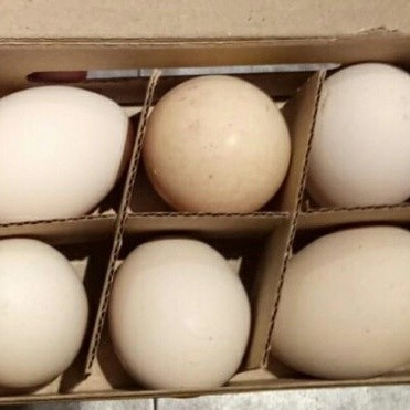 

Ayyomi Telur Ayam Kampung (6 pc)