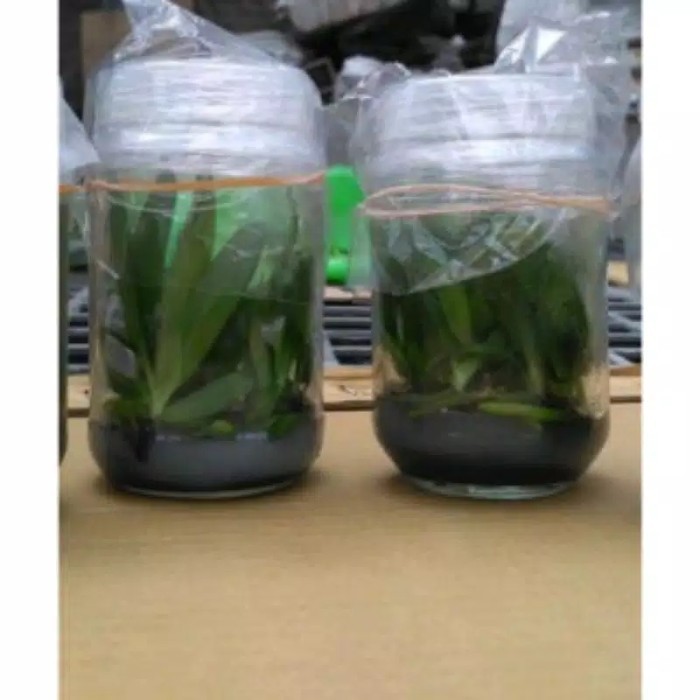 Bibit Bunga Anggrek Bulan Taiwan Botol Medium