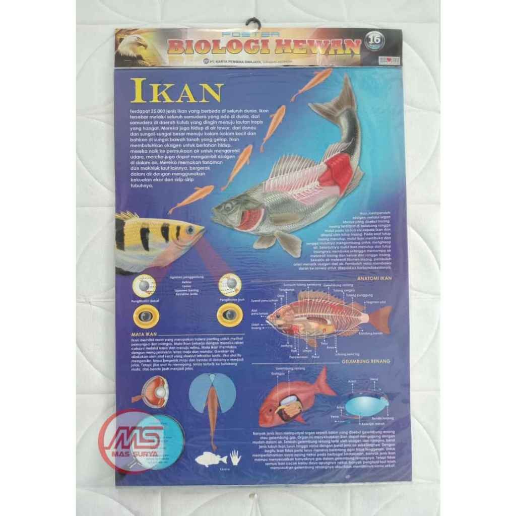 

Poster Biologi Hewan Edisi Ikan