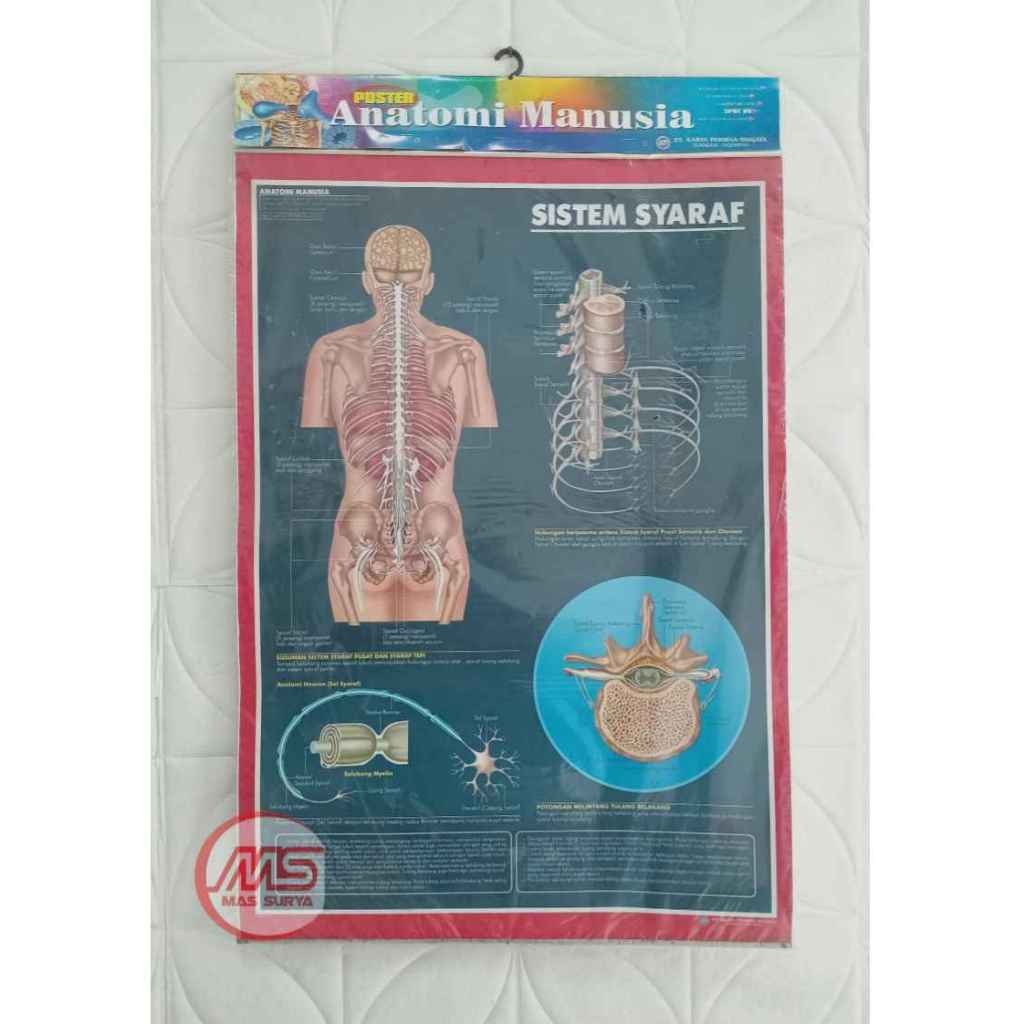 

Poster Anatomi Manusia Edisi Sistem Syaraf