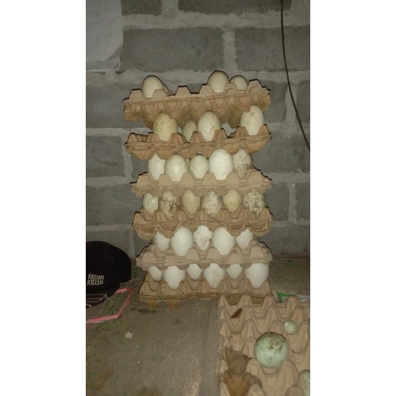 

Promomax Telur Angsa Tembuhuk / Telur Angsa Busuk/Telur Angsa Fres