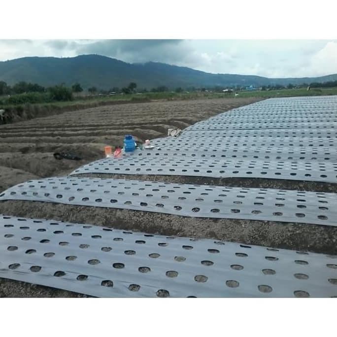 Super Murah Plastik Mulsa 1 Roll Lebar 160 Cm Plastik Pertanian Hitam Perak At43