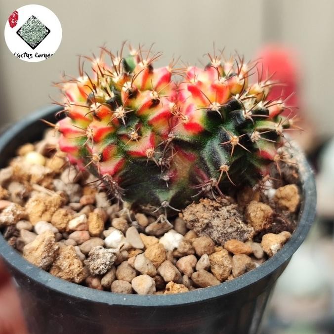 GYMNOCALYCIUM GYMNO MULTICOLOR DOUBLEHEAD 0310T