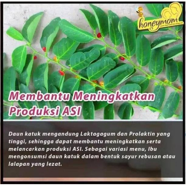 

Terlaris New 100Gram Daun Katuk Bubuk Herbal Alami Daun Herbal Kalimantan Bahan Terbaik
