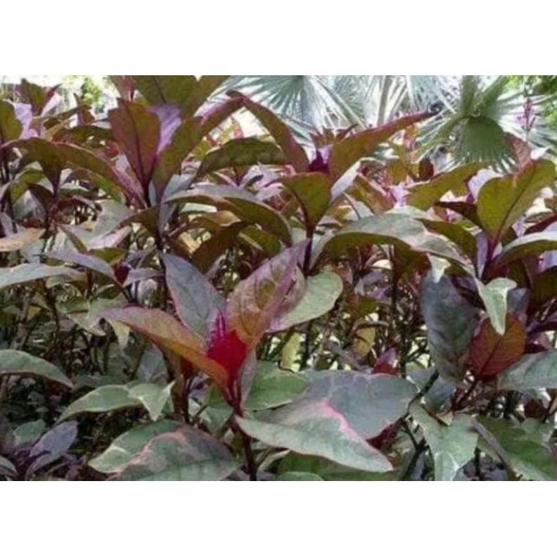 

Diskon Spesial Premium Daun Ungu Handelem 250 Gram Original Obat Wasir Daun Kopi Hitam Daun Herbal Premium