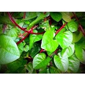 

Termurah New Daun Binahong Merah Segar 200 Gram Baru Petik Pohon Gendola Daun Herbal Segar Bahan Terbaik