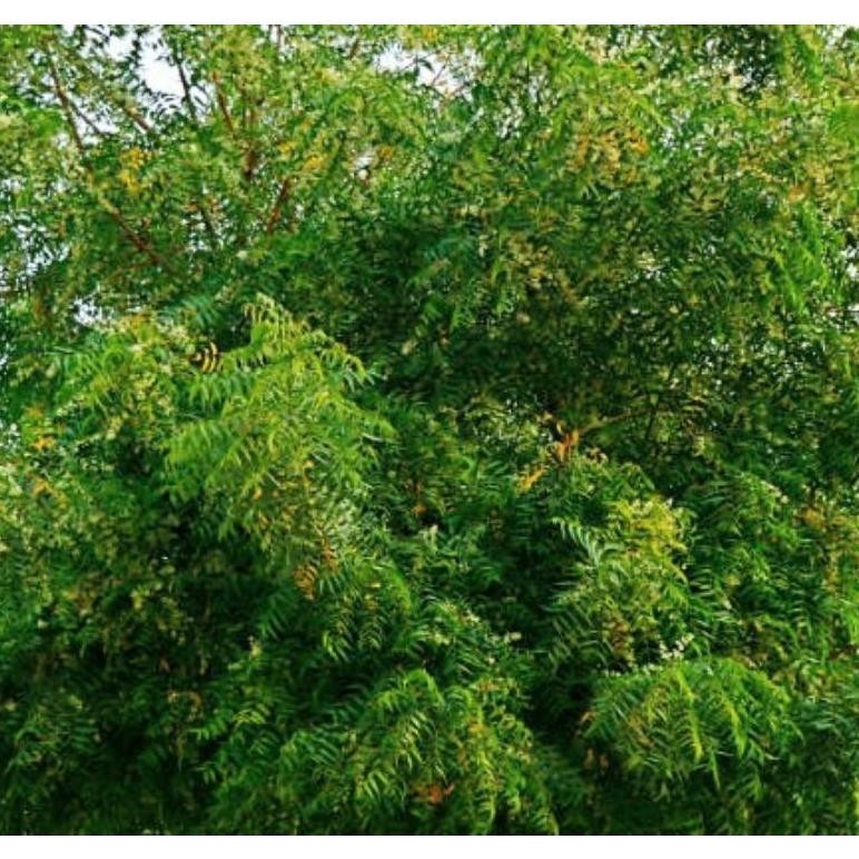 

Kualitas Tertinggi Bahan Terbaik Herbal Daun Mimba Segar 1Kg Daun Herbal Good Quality