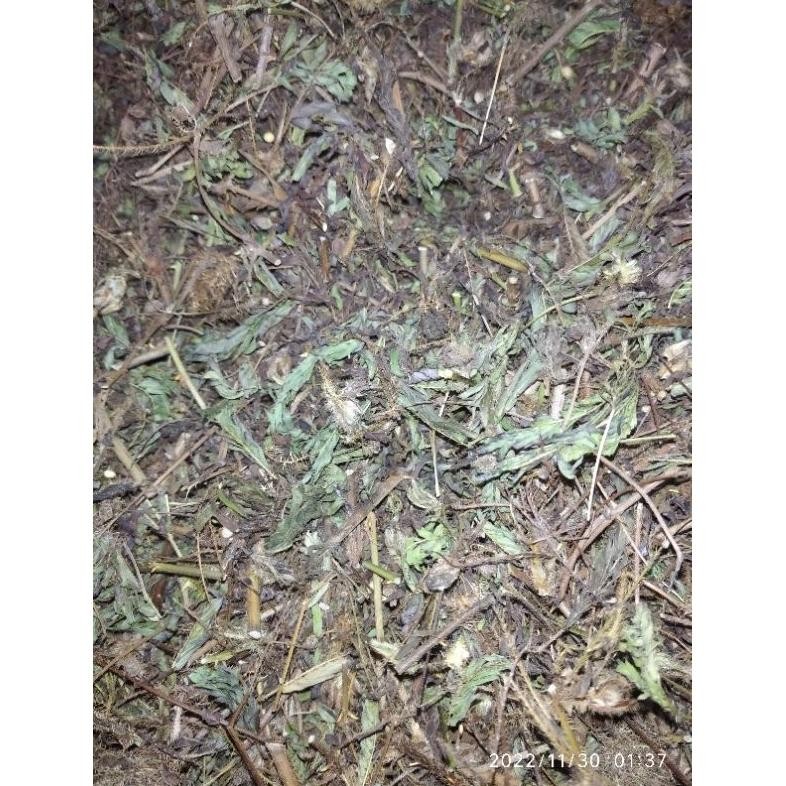 

Aman Terbaik Special 50Gr Daun Putri Malu Kering Putrimalu Bahbangun Jamuherbal Daun Ramban Jaminan Mutu