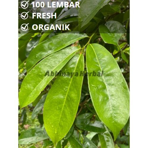

Good Quality Premium Terbaik Daun Sirsak Segar Organik Obat Herbal Tradisional 100 Lembar Daun Herbal Aman Terbaik