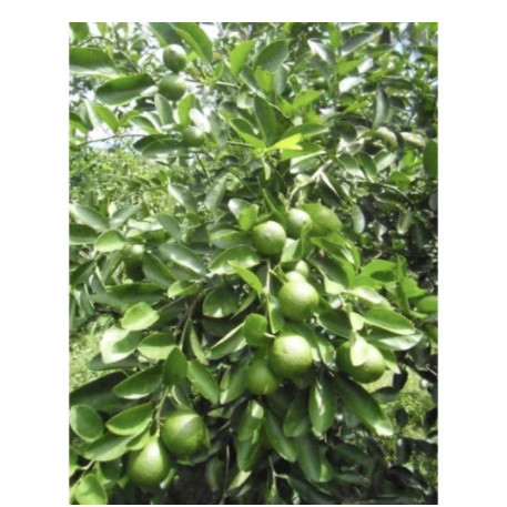 arr tanaman buah jeruk nipis // Tanaman buah jeruk nipis sudah berbuah