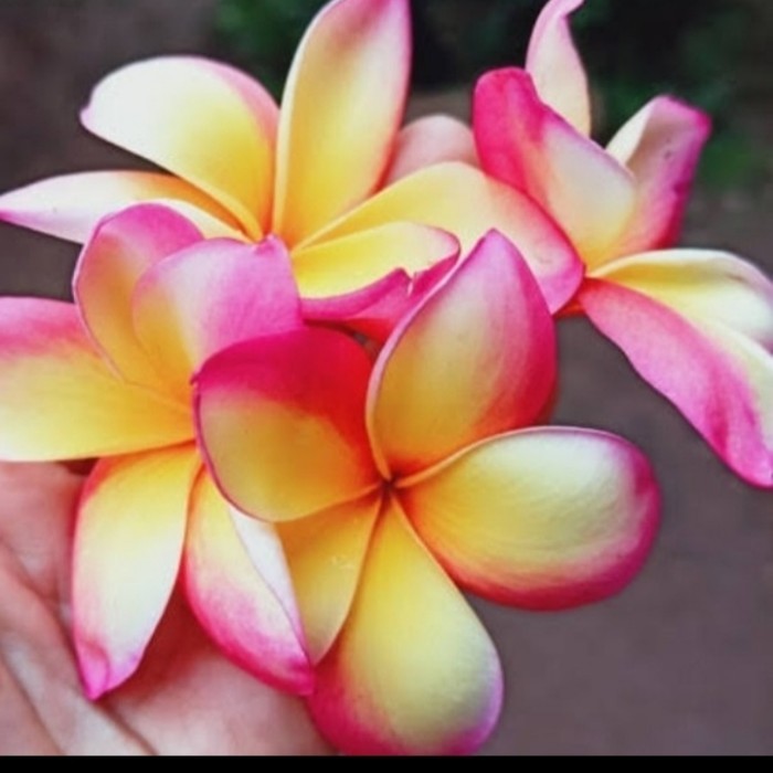 ris tanaman kamboja bali bunga tricolor/pohon kamboja bali tinggi 1m