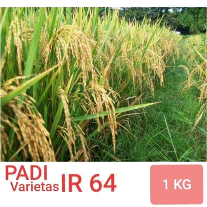 ris Benih Padi IR 64 / Bibit IR 64