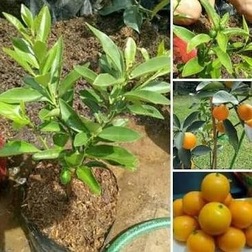Tanaman Jeruk Tongheng Bibit Buah Jeruk Kimkit Madu MMX