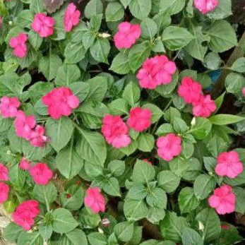 Bunga Impatiens/Bunga Ayu Ting Ting/Bunga Pacar Air. Tanaman Hias cantik.