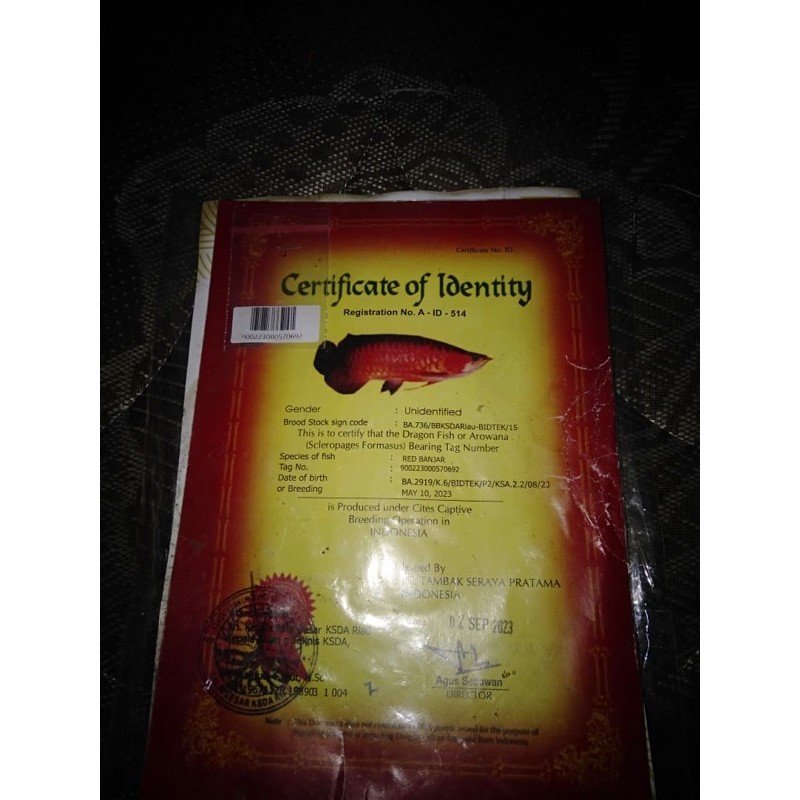 Serti red banjar dan super red, Berikan not red banjar / super red.