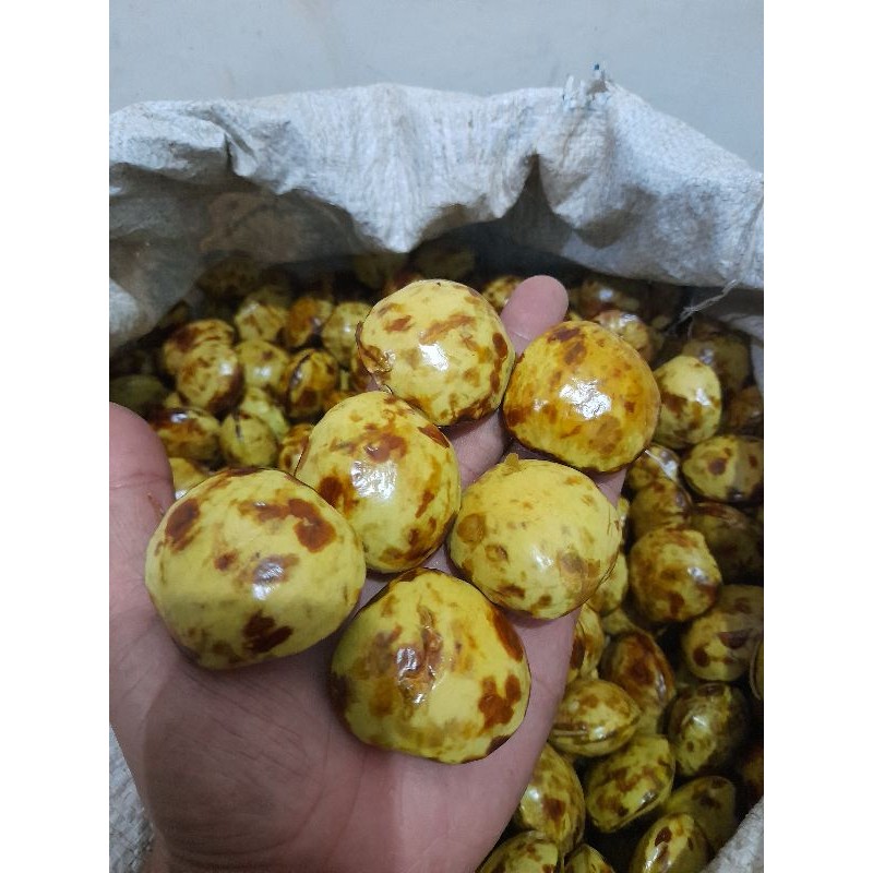 

Promo jengkol/jring/jengki 1 kg super jumbo