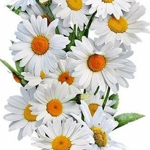1 Paket benih / seeds / bibit flower Chrysanthemum leucanthemum Ox-Eye Daisy