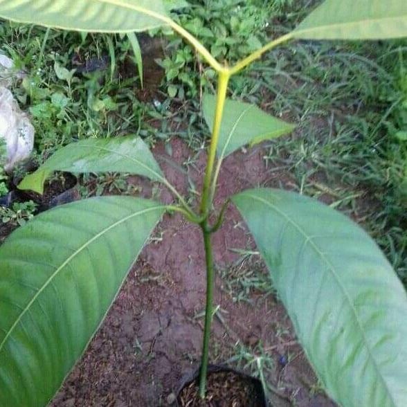 bibit pohon buah Limus/pohon buah bacang MMU