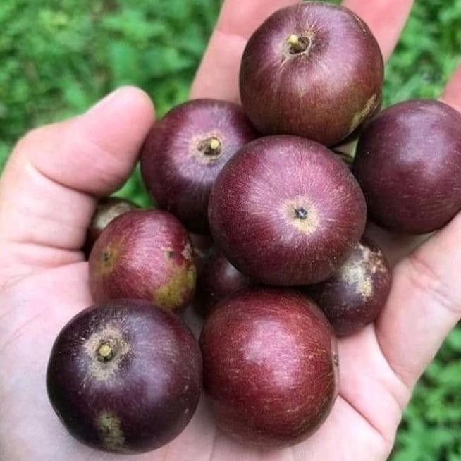 bibit rukem buah MMU