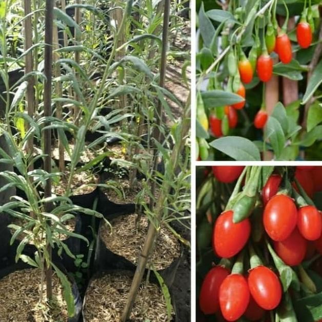 Bibit Buah Goji Berry MMU