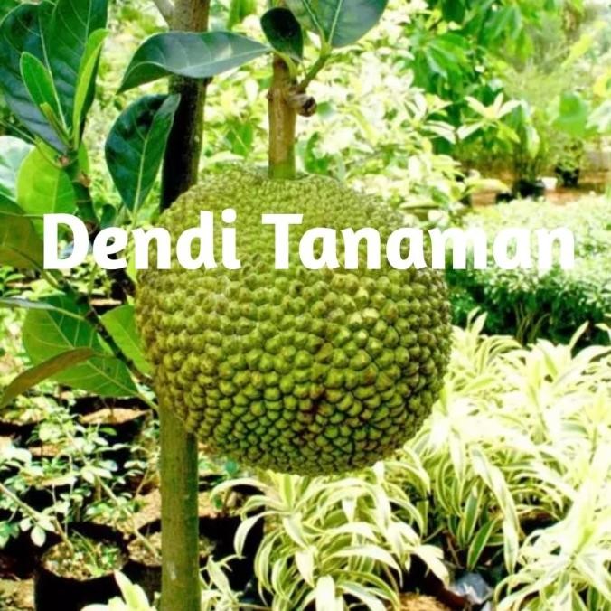 Bibit Pohon Nangka Mini Kuning Super Sudah Berbuah/Buah Nangka Okulasi