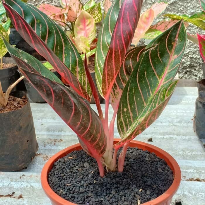 Ready tanaman aglonema red sumatra - aglaonema red sumatra - pusat aglonema