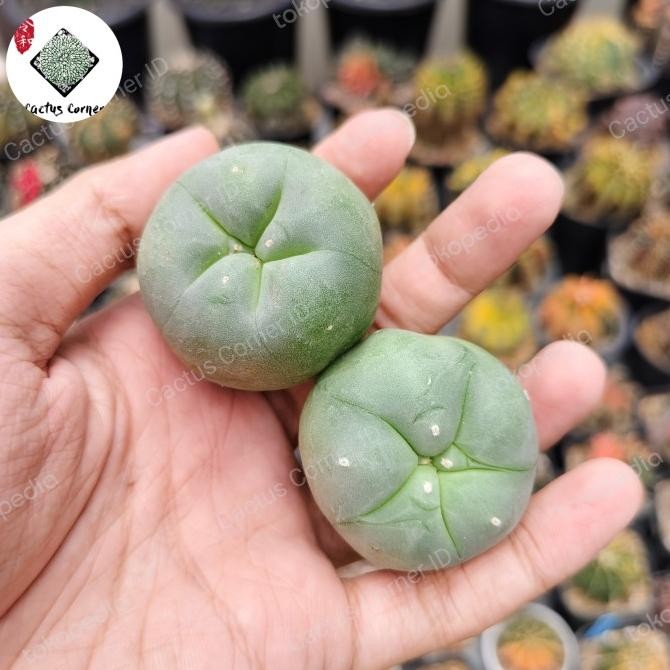 NEW Kaktus Lophophora Hybrid
