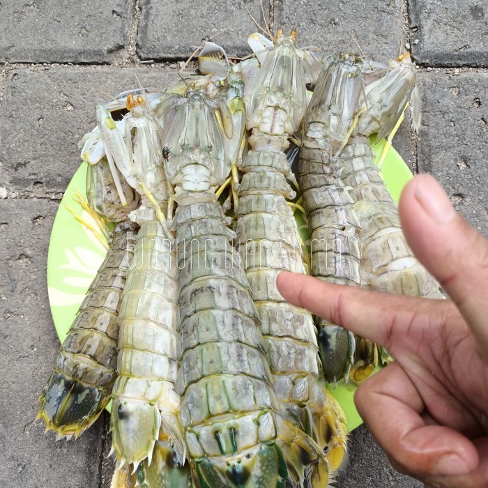 

Udang Ronggeng (Udang Cakrek) 1Kg Segar Harian