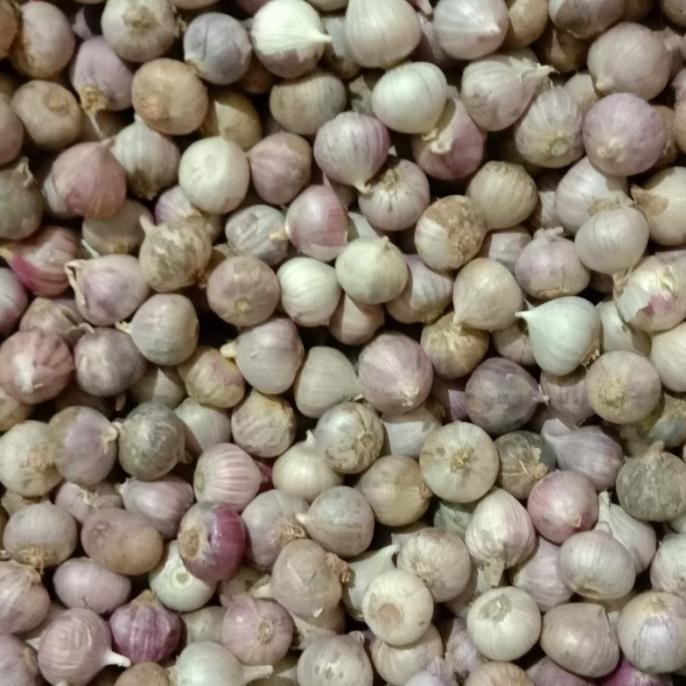 

BAWANG PUTIH TUNGGAL/LANANG 1KG FRESH TERLARIS!!!