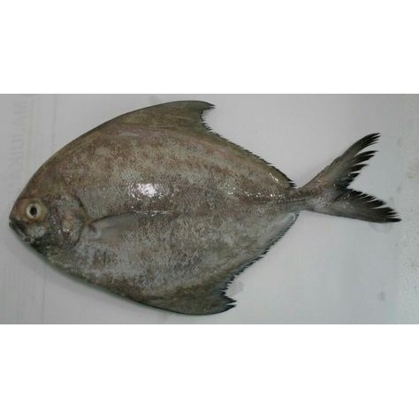 

Ikan bawal hitam sedang segar ukuran 1 kilogram