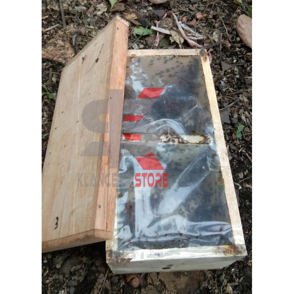 Koloni trigona jenis leavicep / klanceng dalam stup ukuran 30 cm