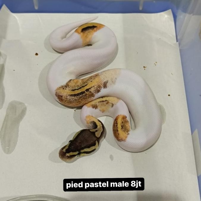 ball python pied/ ballphyton pied / ballpython pied