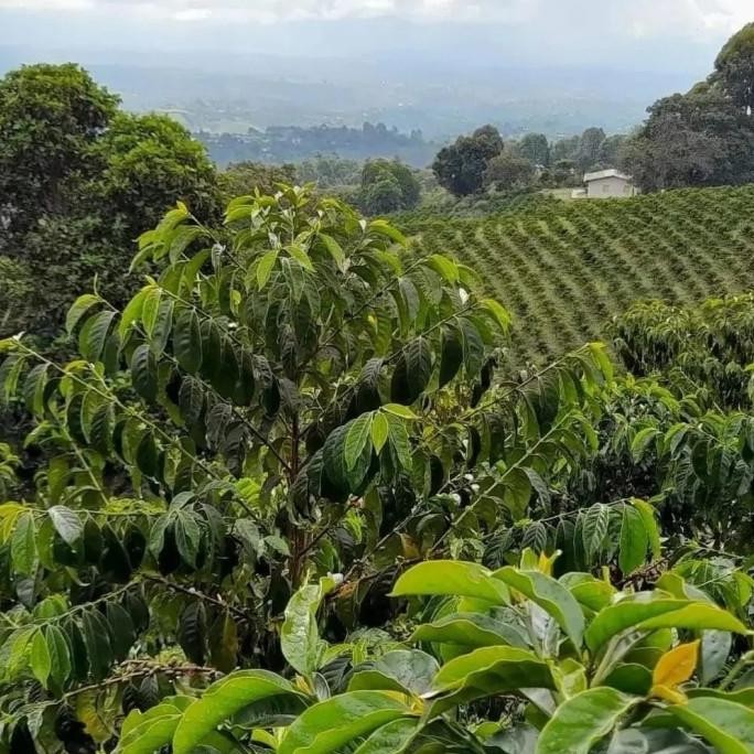 

El Paraiso 92-Wilton Benitez- Yellow Typica - Natural Dbl Fermentation