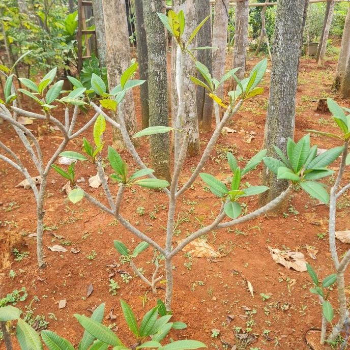 

Ragam's: KAMBOJA MERAH HYBRID BALI BUNGA MERAH KECAP KHUSUS GO SEND