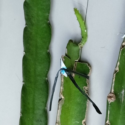 LIMITED EDITION BIBIT BUAH NAGA KUNING/ POLARA EQUADOR (GRAFTING)