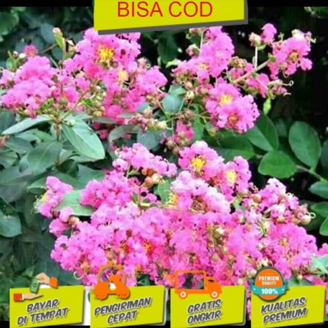 KOMPLIT sakura asli jepang Bibit tanaman buah