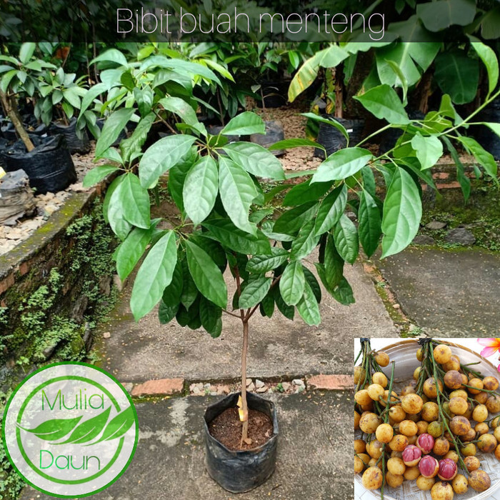SALE Bibit tanaman menteng/Pohon buah menteng/Jumbo/Bencoy/Rambe/Rambai