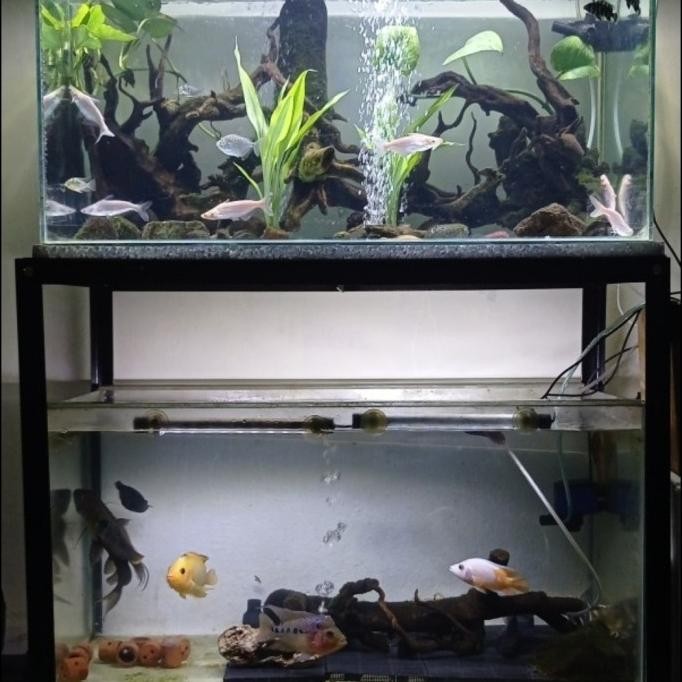 rak aquarium 2 susun 60x30 WS88