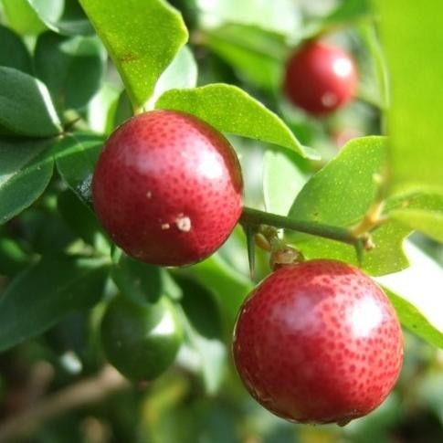 

Bibit Tanaman Buah Jeruk KingKit Lime Berry Unggulan Murah