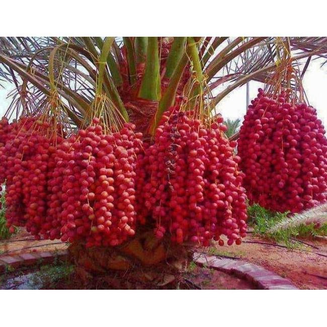 FRES BENIH/BIJI/BIBIT BUAH KURMA MERAH H1O