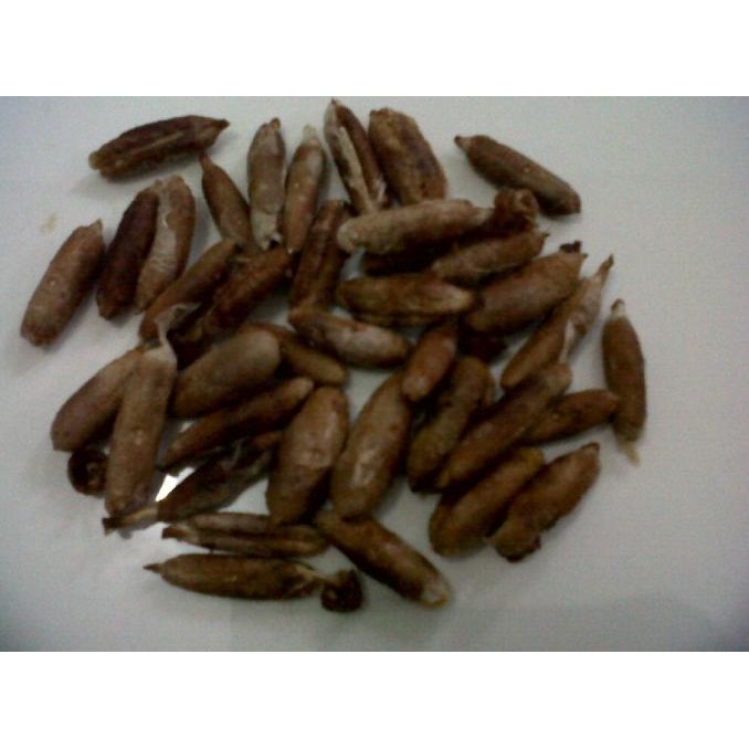 FRES Biji kurma Mesir Arab - ( bibit / benih)