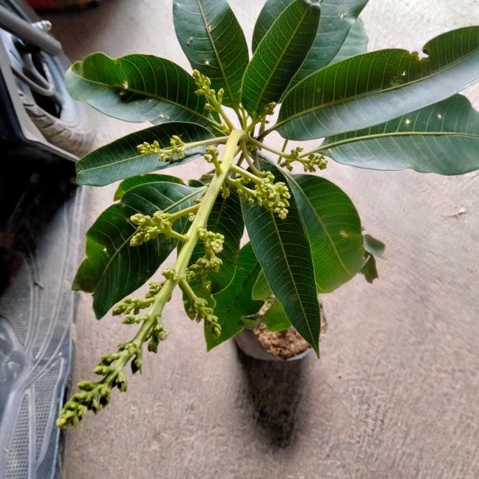 Tanaman Bibit Buah Mangga Manalagi Sudah Berbuah MANTEP
