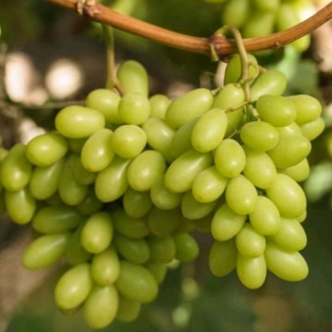 

Bibit tanaman buah anggur import arra 15-ara MANTEP