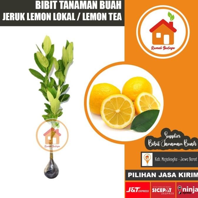 

Bibit Tanaman Buah Jeruk Lemon - Lemon Lokal - Lemon Tea MANTEP