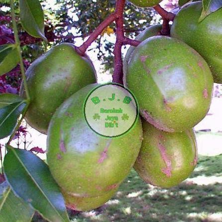 Bibit Buah Kedondong Bangkok Jumbo - Dondong Jumbo