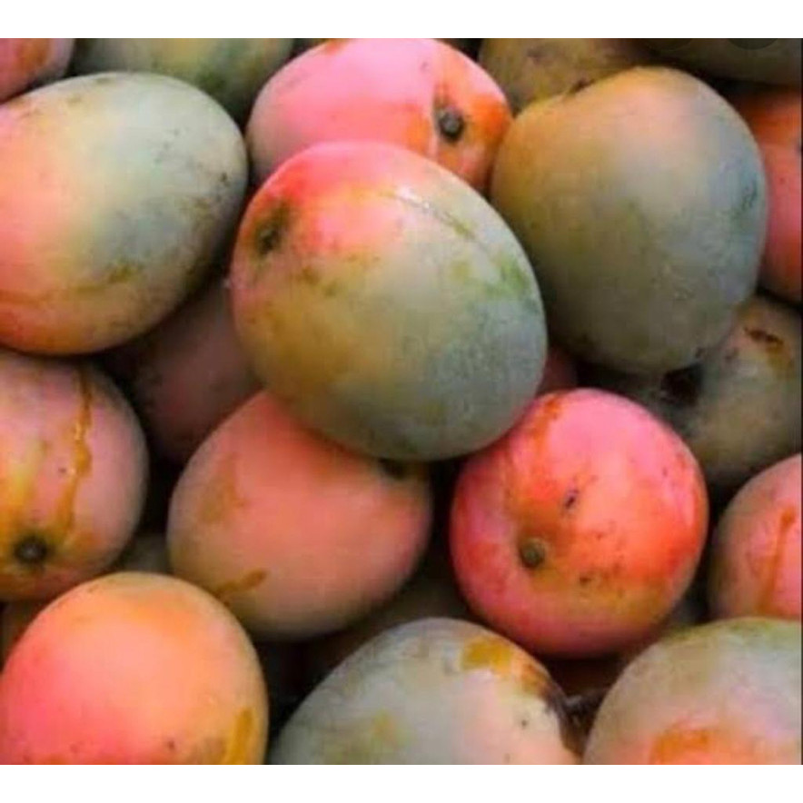 

Mangga gincu 500 gr
