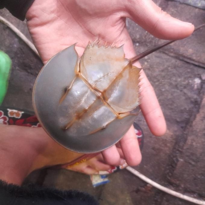 

kepiting tapal kuda/atropoda air tawar