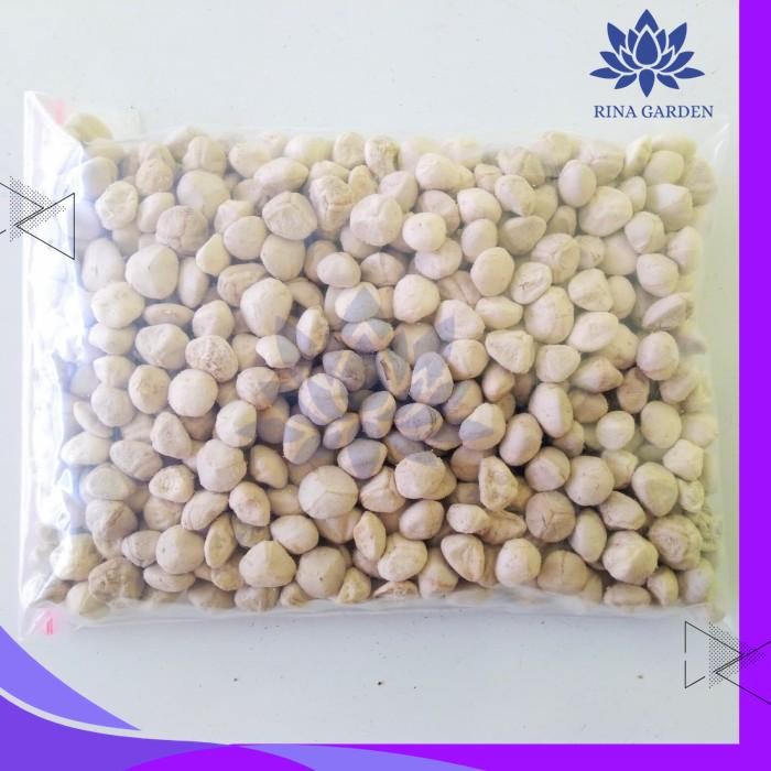 

BIJI KELOR KUPAS 200GR - KERNEL BIJI KELOR PRODUK TERBAIK