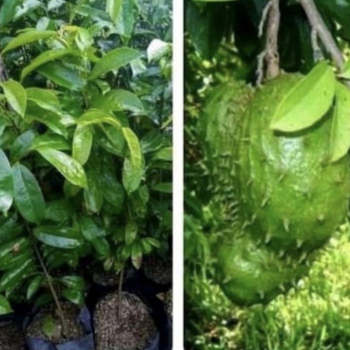 Bibit Tanaman Sirsak Madu Jumbo - Tanaman Sirsak Jumbo -Gratisongkir